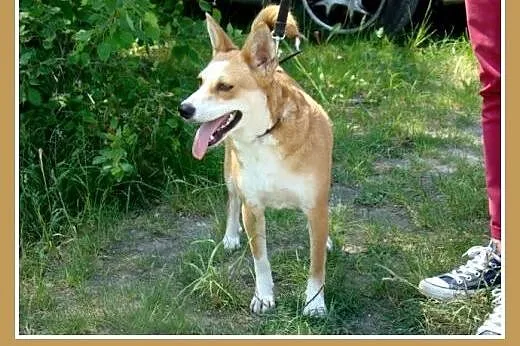 10 kg,3 lata,suczka RUBI,przyjazna,łagodna,kontakt