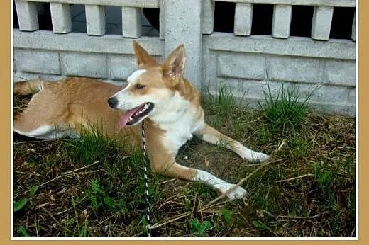 10 kg,3 lata,suczka RUBI,przyjazna,łagodna,kontakt