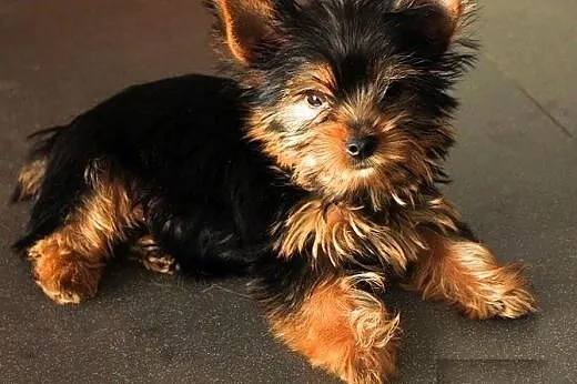 Ladne szczenieta yorkshire terrier.,  Yorki cała Polska