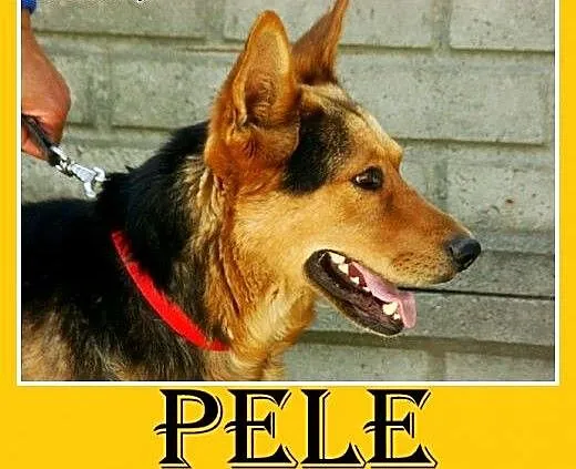 Owczarek niemiecki, mądry, przyjazny pies Pele -ad