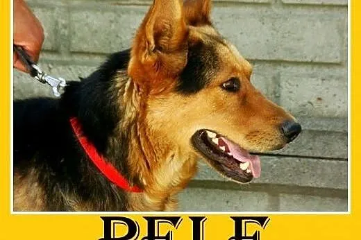 Owczarek niemiecki, mądry, przyjazny pies Pele -ad