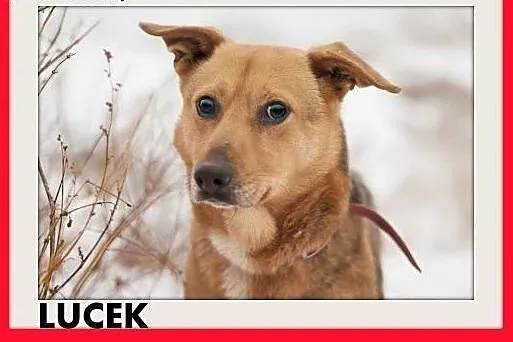 LUCEK,10kg,łagodny,spokojny piesek.ADOPCJA,  małopolskie Kraków