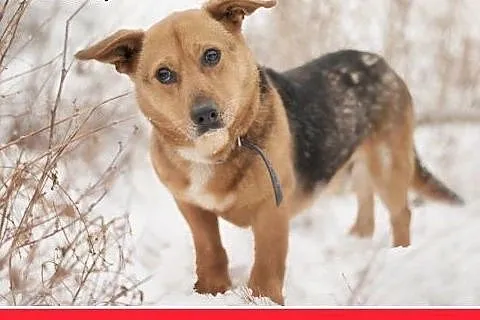 LUCEK,10kg,łagodny,spokojny piesek.ADOPCJA,  małop