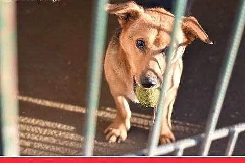 LUCEK,10kg,łagodny,spokojny piesek.ADOPCJA,  małop