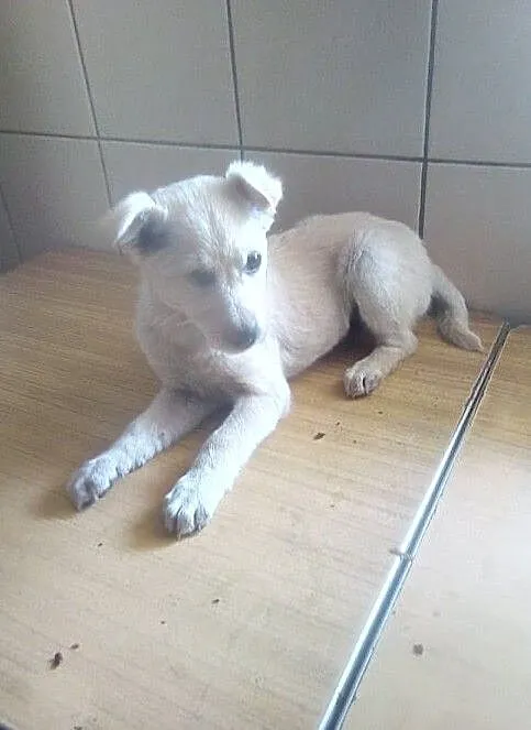 Abi - cudowna sunia czeka na nową rodzinę, Łódzkie, Łódź