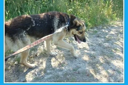 Towarzyski, przyjazny pies Hork -adopcja,  małopol