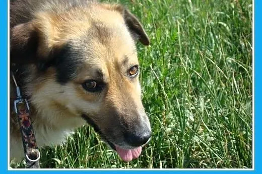 Towarzyski, przyjazny pies Hork -adopcja,  małopol