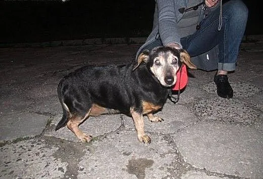 Mała Babunia pilnie szuka domu!, dolnośląskie Wro