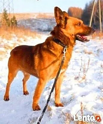 BUBU - piękny, wiecznie uśmiechnięty psiak szuka d