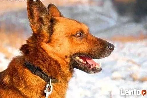 BUBU - piękny, wiecznie uśmiechnięty psiak szuka d