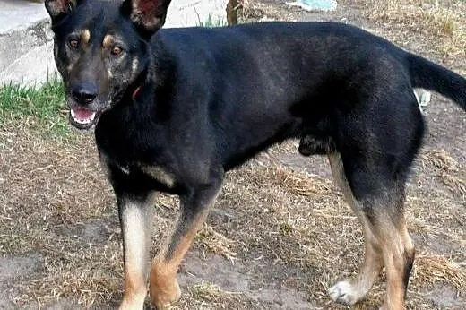 Szukasz wiernego towarzysza? NERO czeka właśnie na