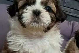 Piękne szczeniaki shih tzu