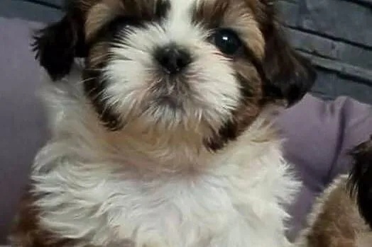 Piękne szczeniaki shih tzu, Mazowieckie, Mińsk Mazowiecki