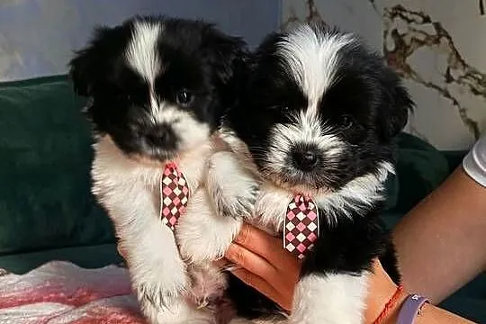 Piękne szczeniaki shih tzu, Mazowieckie, Mińsk Mazowiecki
