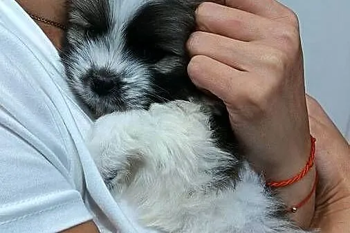 Piękne szczeniaki shih tzu, Mazowieckie, Mińsk Mazowiecki