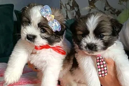 Piękne szczeniaki shih tzu, Mazowieckie, Mińsk Mazowiecki