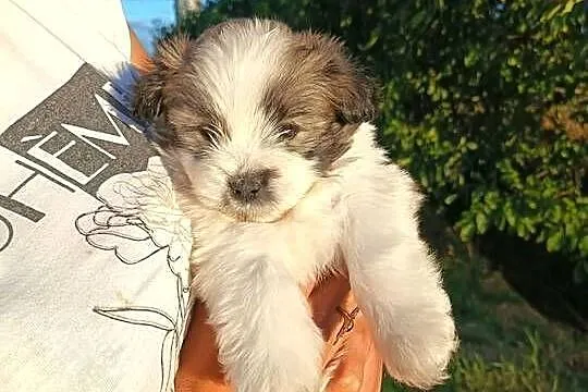Piękne szczeniaki shih tzu, Mazowieckie, Mińsk Mazowiecki