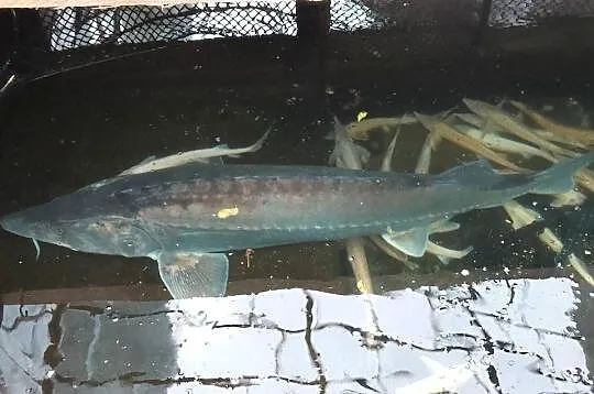 JESIOTR bieługa błękitna COLOSUS 180 cm – UNIKAT, Dolnośląskie, Nowa Ruda