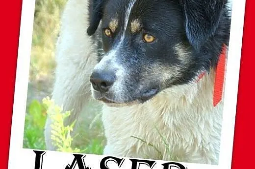 12mies.duży,przyjazny,wesoły pies LASER.Adopcja,  małopolskie Kraków