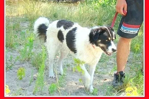 12mies.duży,przyjazny,wesoły pies LASER.Adopcja,  