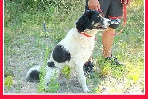 12mies.duży,przyjazny,wesoły pies LASER.Adopcja,  