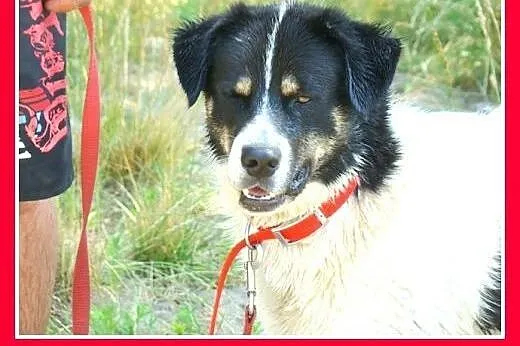 12mies.duży,przyjazny,wesoły pies LASER.Adopcja,  