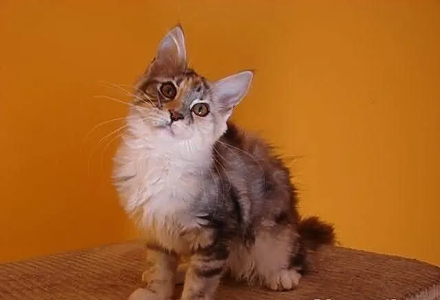 Guatemala i Guadalupe- urocze kotki Maine coon - r