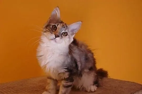 Guatemala i Guadalupe- urocze kotki Maine coon - r