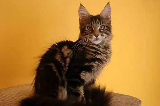 Guatemala i Guadalupe- urocze kotki Maine coon - r