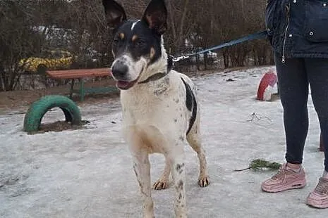 Plamka niezwykle grzeczna- szuka domu!,  warmińsko