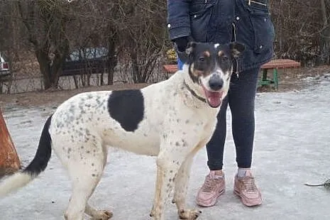 Plamka niezwykle grzeczna- szuka domu!,  warmińsko