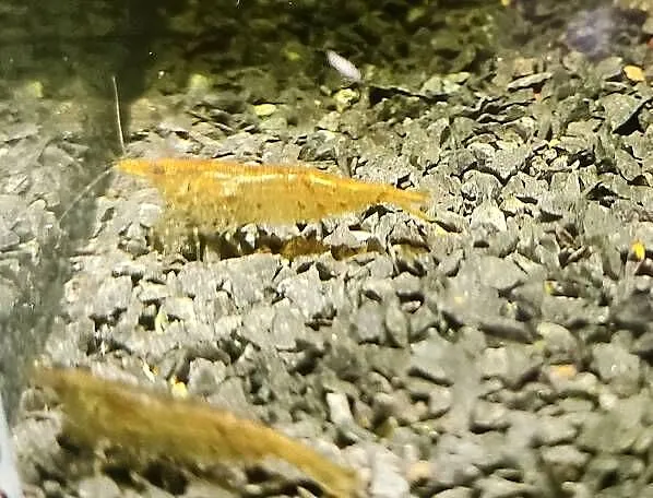 Krewetki mix 60szt, Wielkopolskie, Konin