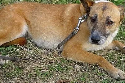 Kaja czeka na odpowiedzialnego i cierpliwego człow