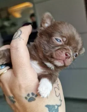 Piękny piesek Chihuahua o imieniu Armani. Czekoladowy z białymi odmianami., , Nowa Ruda
