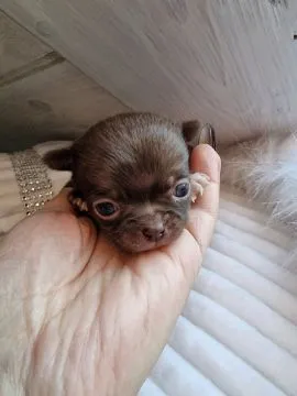 Piękny piesek Chihuahua o imieniu Armani. Czekoladowy z białymi odmianami.