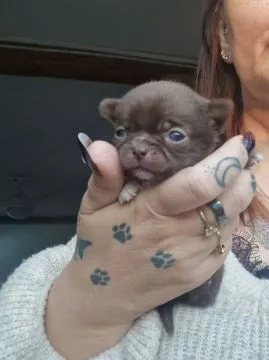 Piękny piesek Chihuahua o imieniu Armani. Czekoladowy z białymi odmianami., , Nowa Ruda