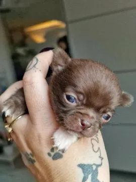 Piękny piesek Chihuahua o imieniu Armani. Czekoladowy z białymi odmianami., , Nowa Ruda