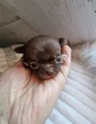 Piękny piesek Chihuahua o imieniu Armani. Czekoladowy z białymi odmianami.
