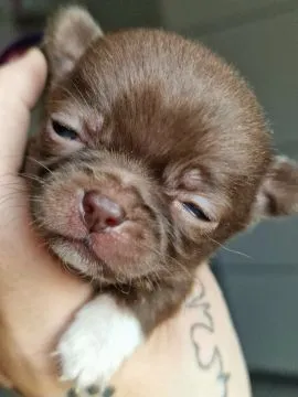 Piękny piesek Chihuahua o imieniu Armani. Czekoladowy z białymi odmianami., , Nowa Ruda