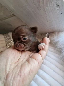 Piękny piesek Chihuahua o imieniu Armani. Czekoladowy z białymi odmianami., , Nowa Ruda