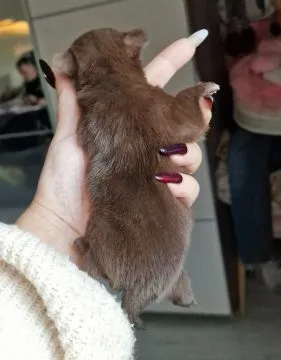 Piękny piesek Chihuahua o imieniu Armani. Czekoladowy z białymi odmianami., , Nowa Ruda