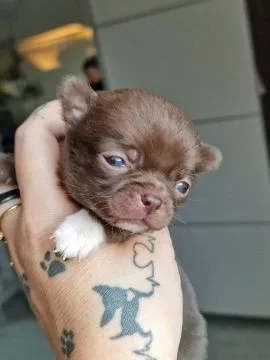Piękny piesek Chihuahua o imieniu Armani. Czekoladowy z białymi odmianami., , Nowa Ruda