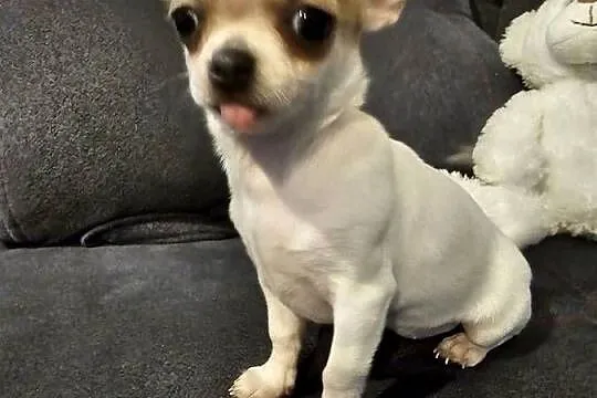 Chihuahua mini