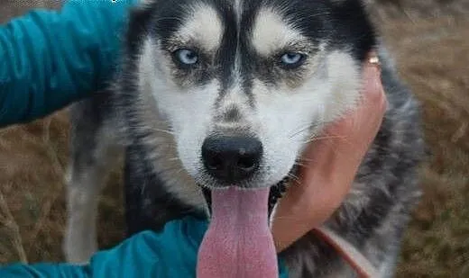 Astra piękna sunia w typie husky szuka domku na za