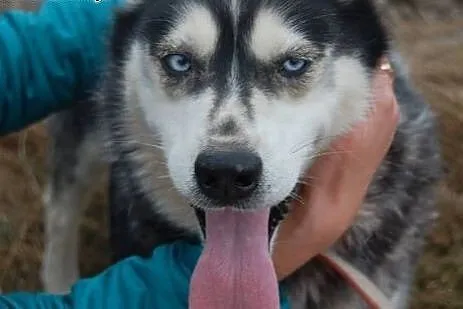 Astra piękna sunia w typie husky szuka domku na zawsze, Husky cała Polska