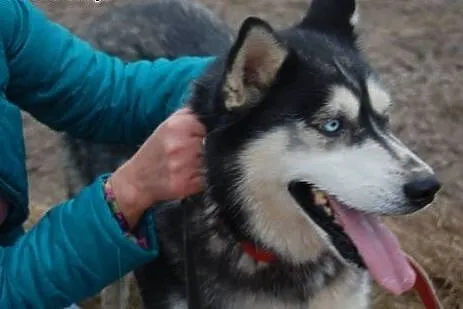 Astra piękna sunia w typie husky szuka domku na za