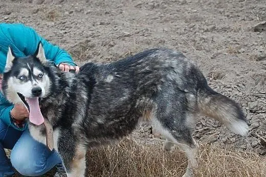 Astra piękna sunia w typie husky szuka domku na za