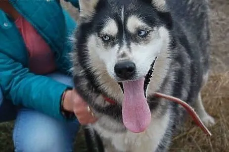 Astra piękna sunia w typie husky szuka domku na za
