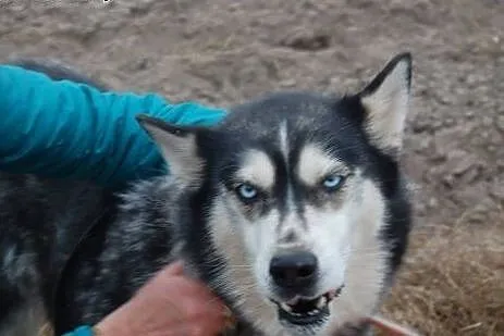 Astra piękna sunia w typie husky szuka domku na za