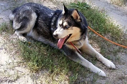 Astra piękna sunia w typie husky szuka domku na za